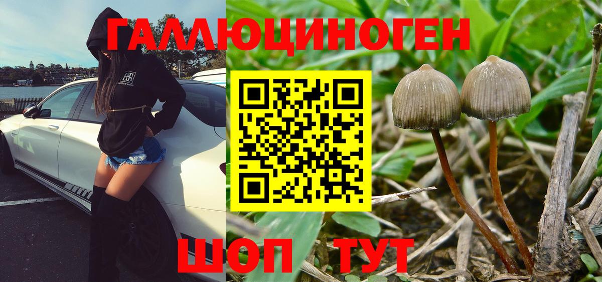 Псилоцибиновые грибы Psilocybine cubensis Звенигород